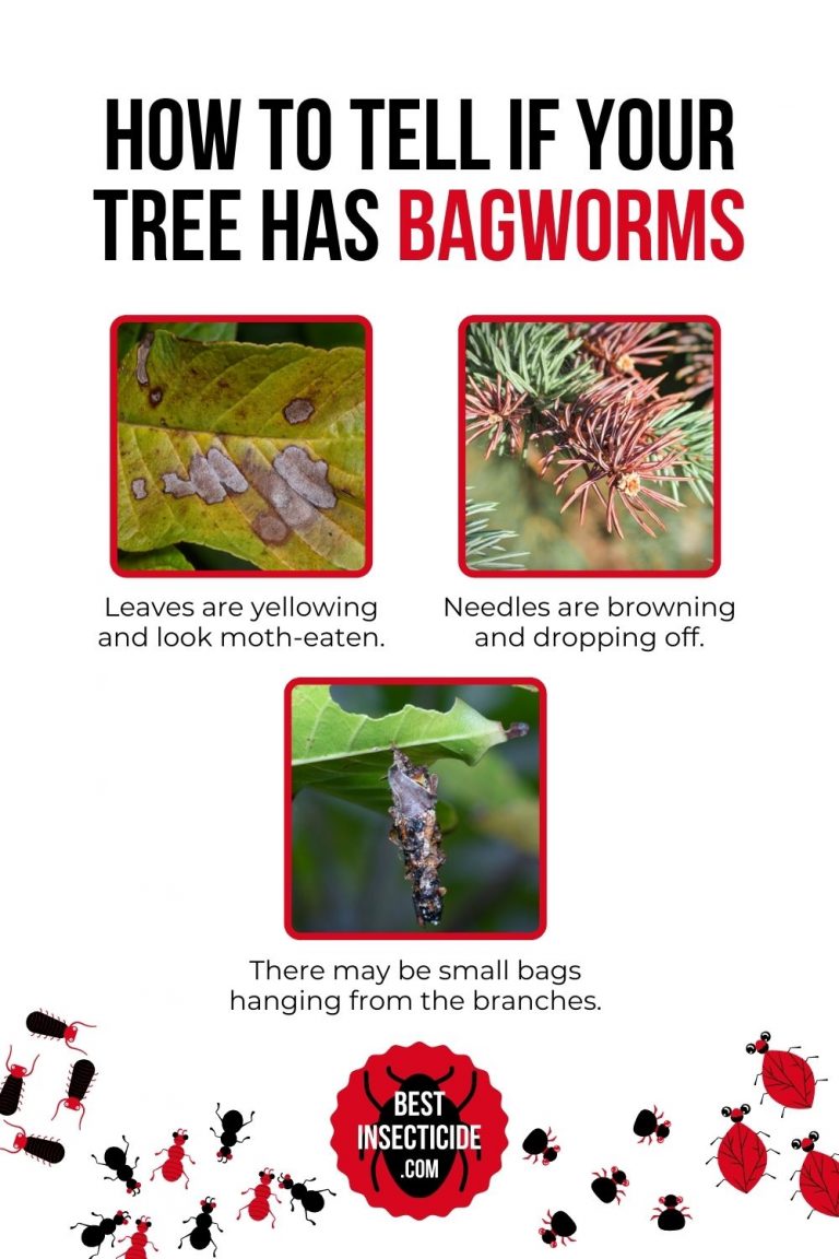 The Best Insecticide for Bagworms Reviews 2024