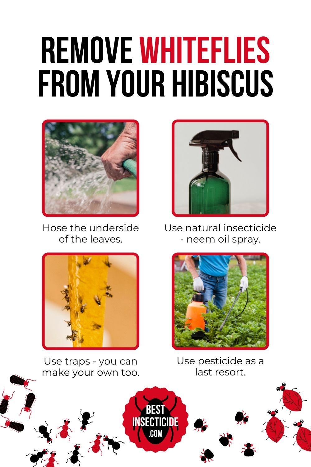 Whiteflies on Hibiscus Best Insecticide